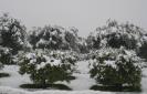 Sibari sotto la neve :: Neve a Sibari