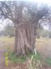 Alberi secolari della Piana di Sibari