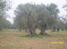 Alberi secolari della Piana di Sibari