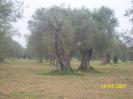 Alberi secolari della Piana di Sibari