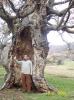 Alberi secolari della Piana di Sibari