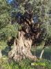 Alberi secolari della Piana di Sibari