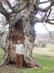 Quercia