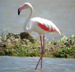 Image Image