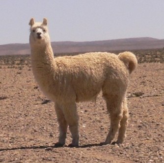 lama