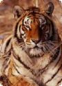 Tigre dello Zoo Safari